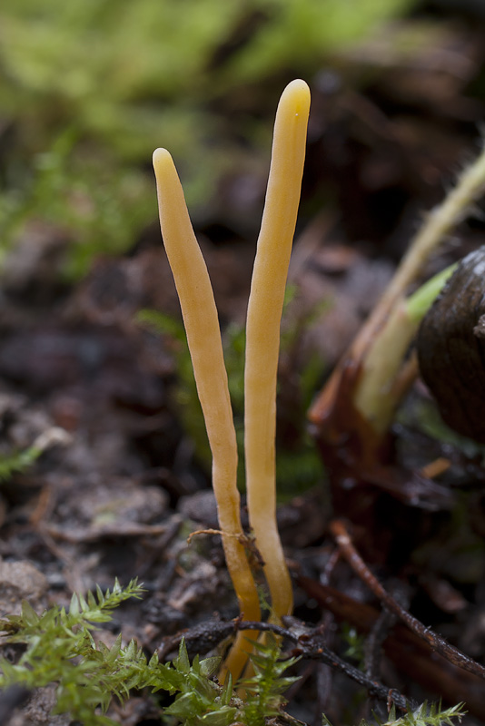 Clavaria messapica